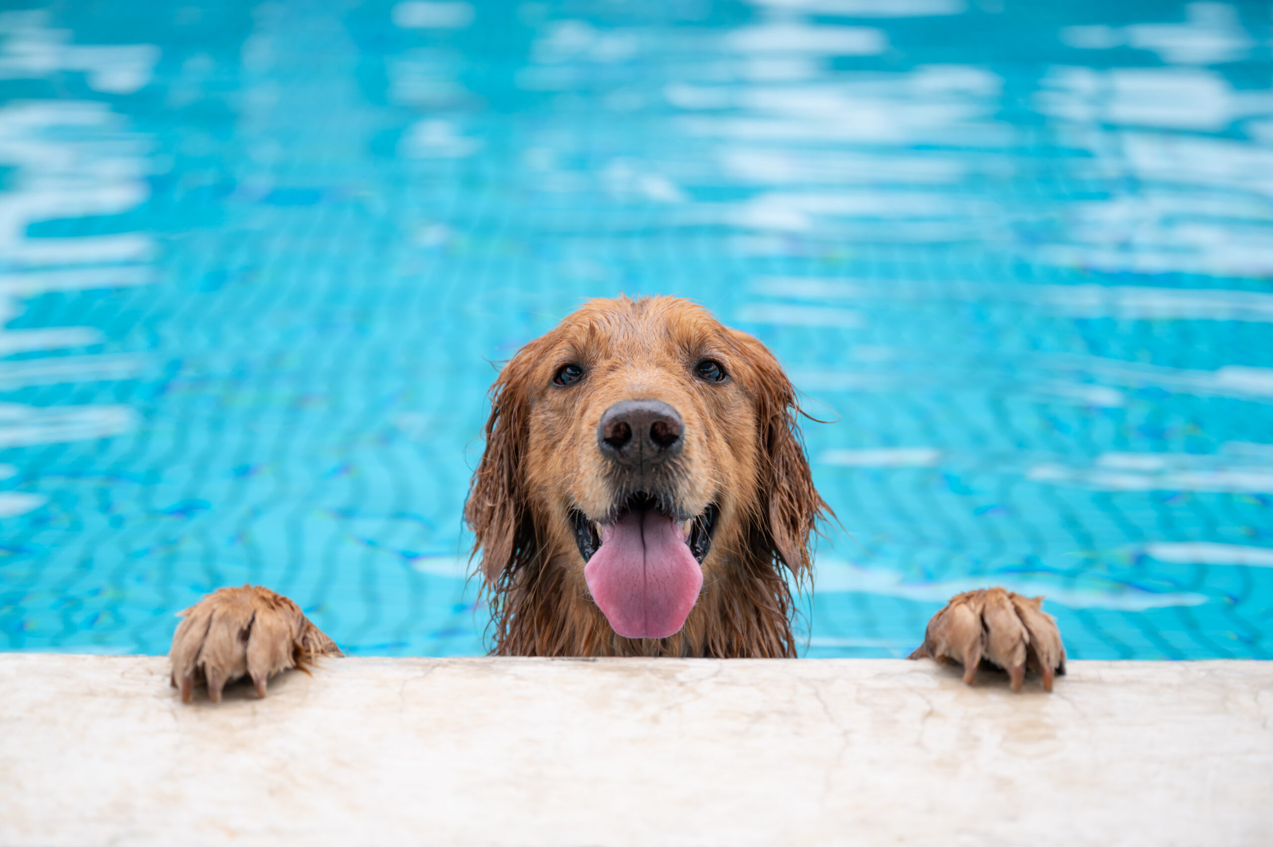 Home - Pool Sharks of Tampa Bay